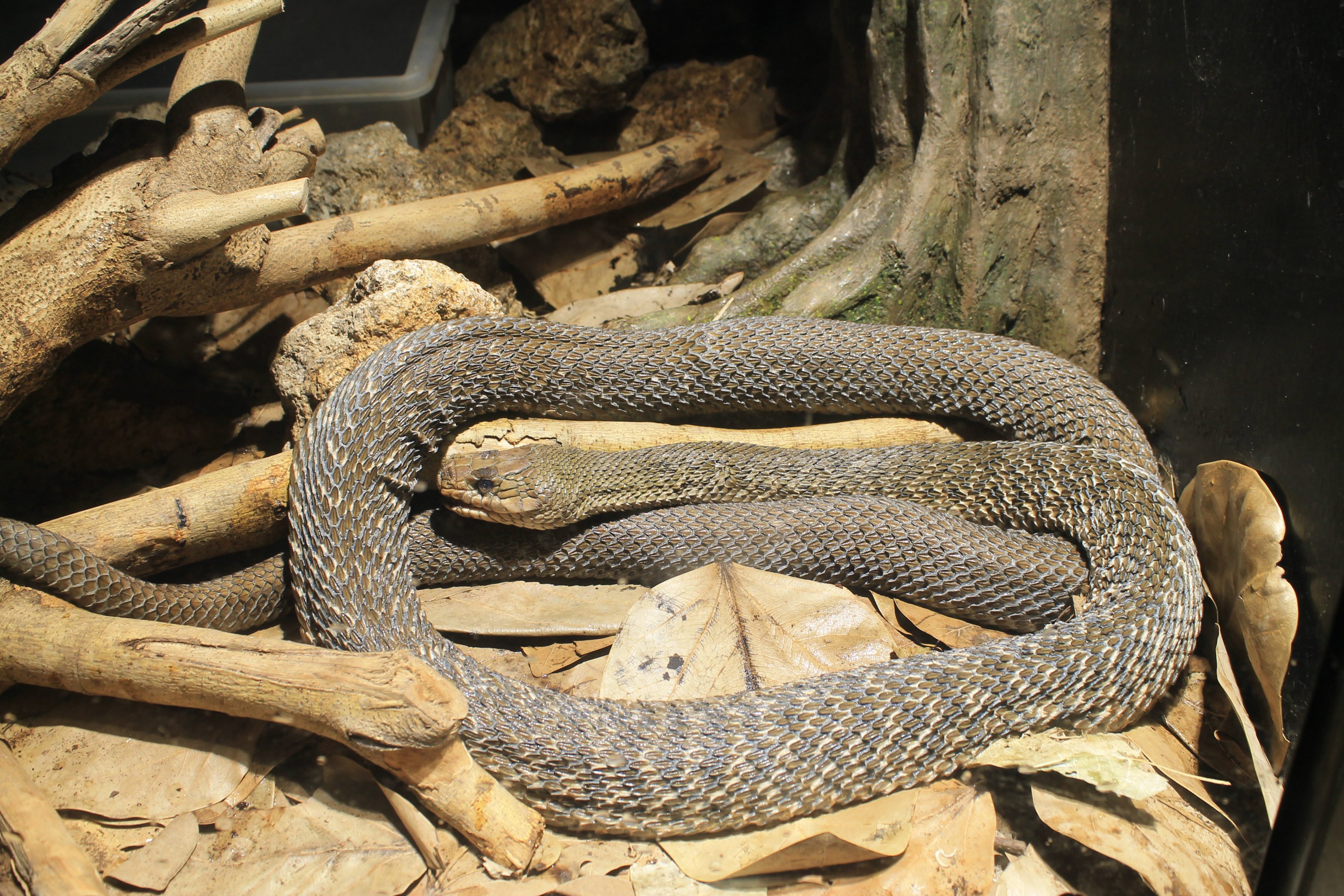 Okinawa Zoo - Yonaguni Keeled Rat Snake (Elaphe carinata yonaguniensis)