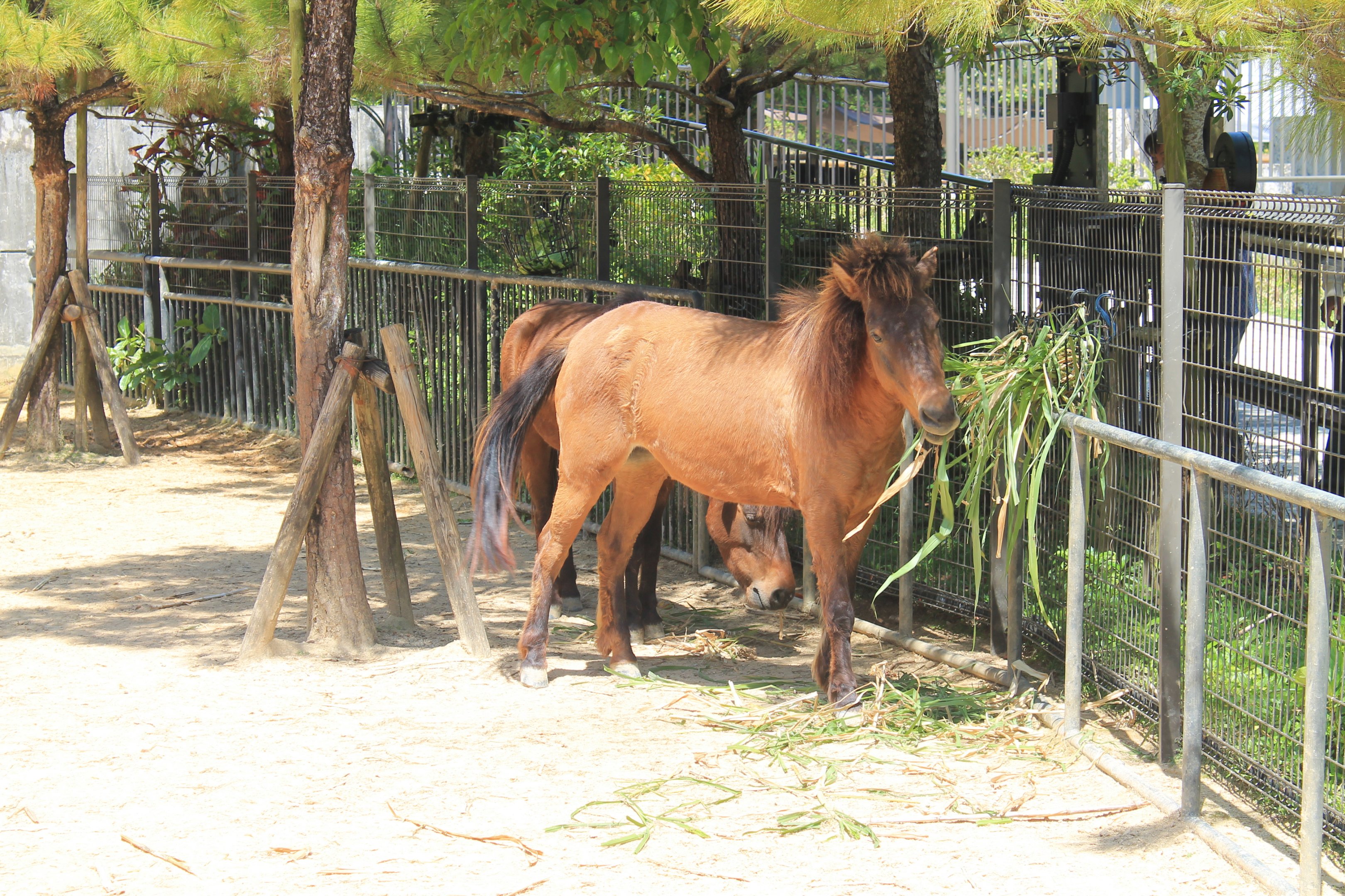 Okinawa Zoo - Yonaguni Ponies