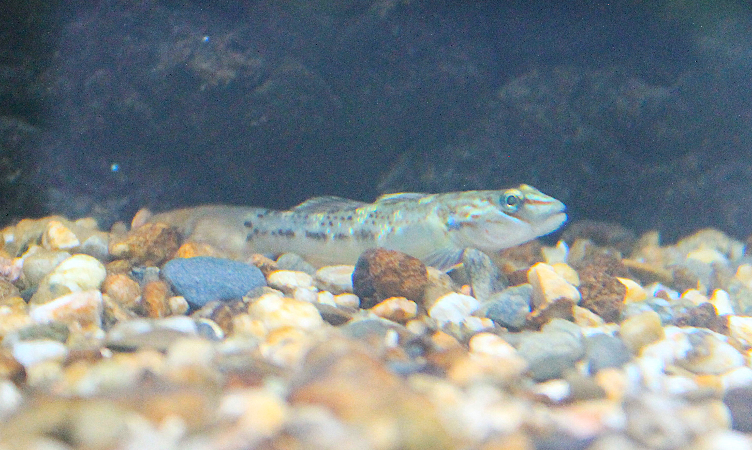 Okinawa Zoo - Yoshinoburi Goby (Rhinogobius flumineus)