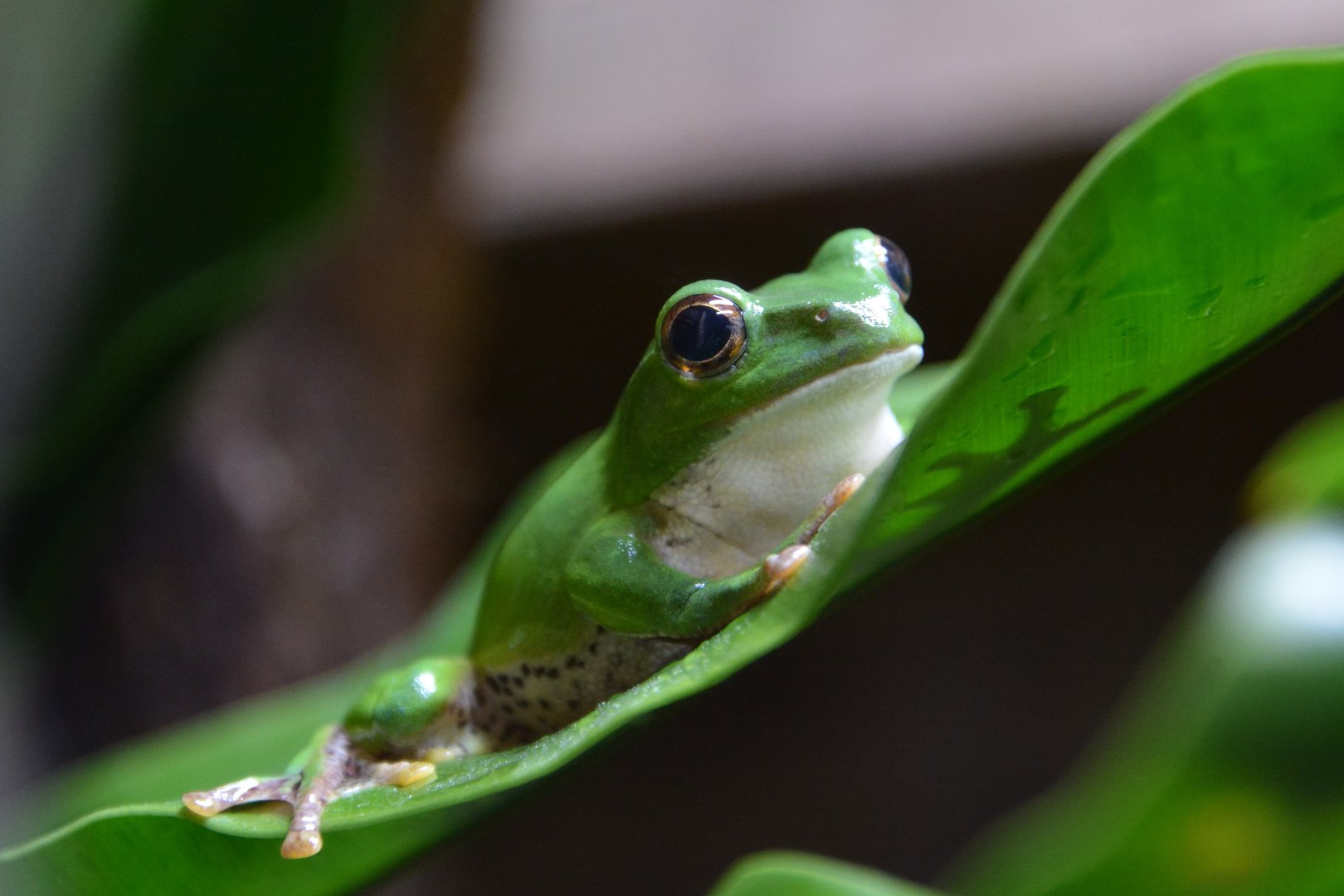 Okinawan tree frog (Zhangixalus viridis)