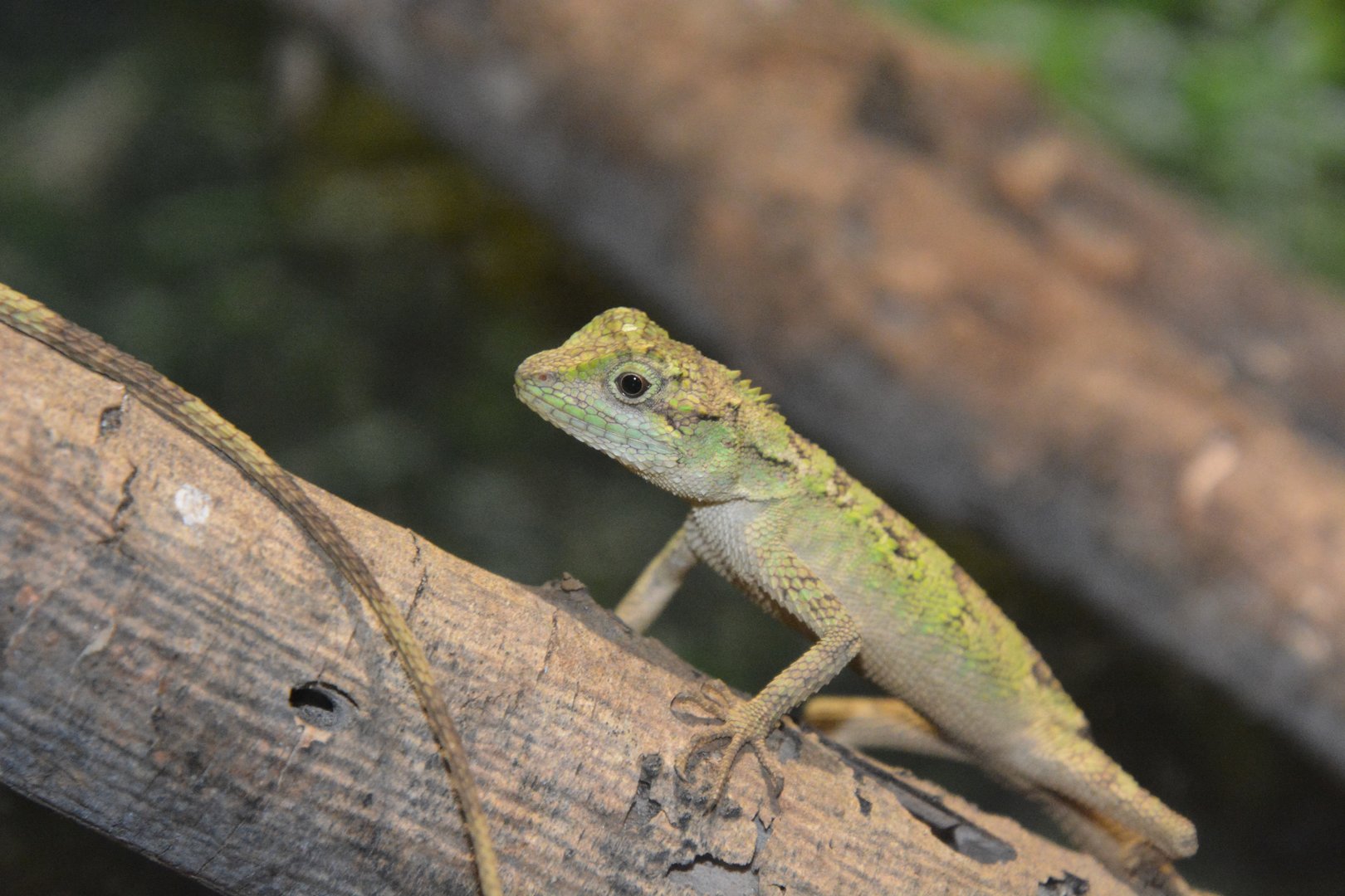 Okinawan tree lizard (Diploderma polygonatum polygonatum)
