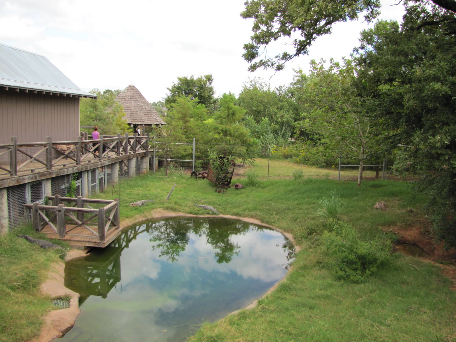 Oklahoma City Zoo 2010 - American Alligator exhibit in Oklahoma Trails