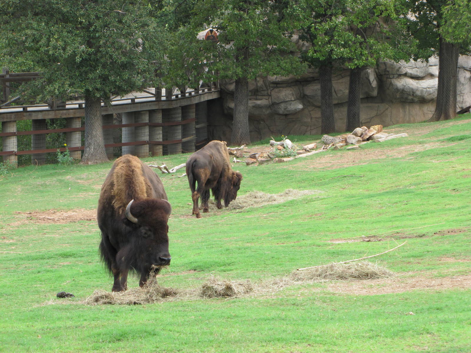 Oklahoma City Zoo 2010 - American Bison in Oklahoma Trails