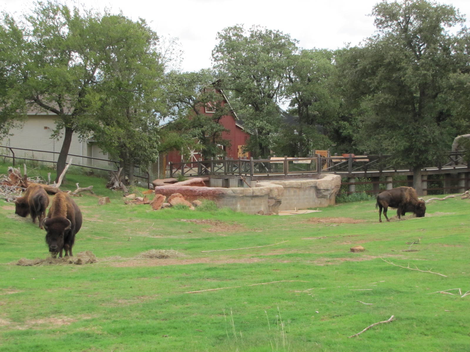 Oklahoma City Zoo 2010 - American Bison in Oklahoma Trails