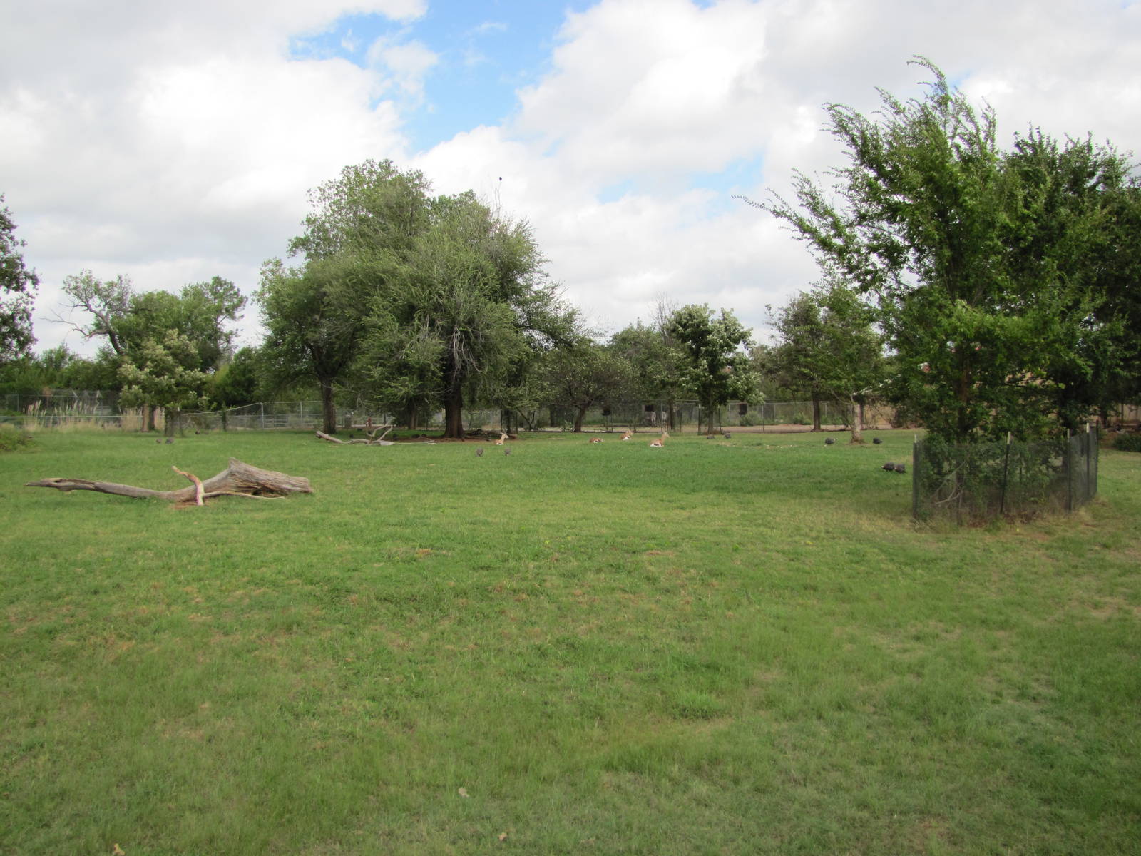Oklahoma City Zoo 2010 - Another part of large Grants Gazelle exhibit