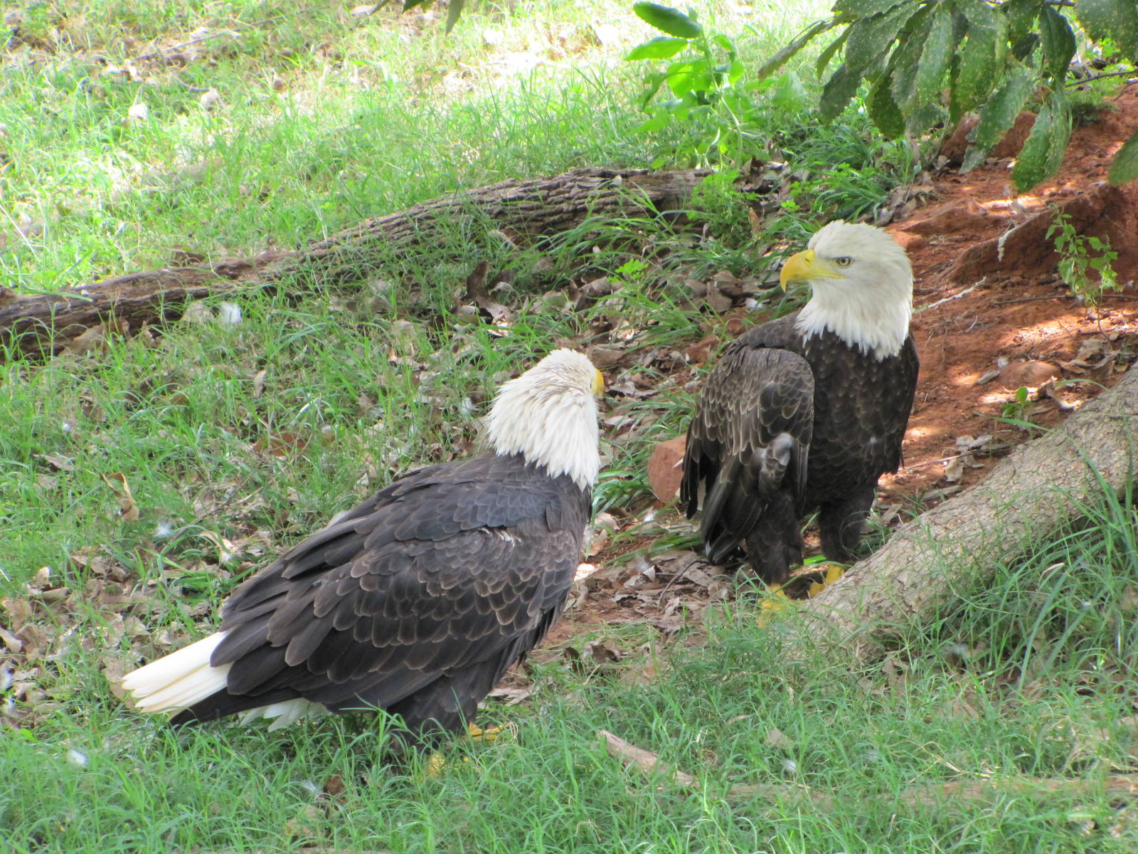 Oklahoma City Zoo 2010 - Bald Eagles in Oklahoma Trails