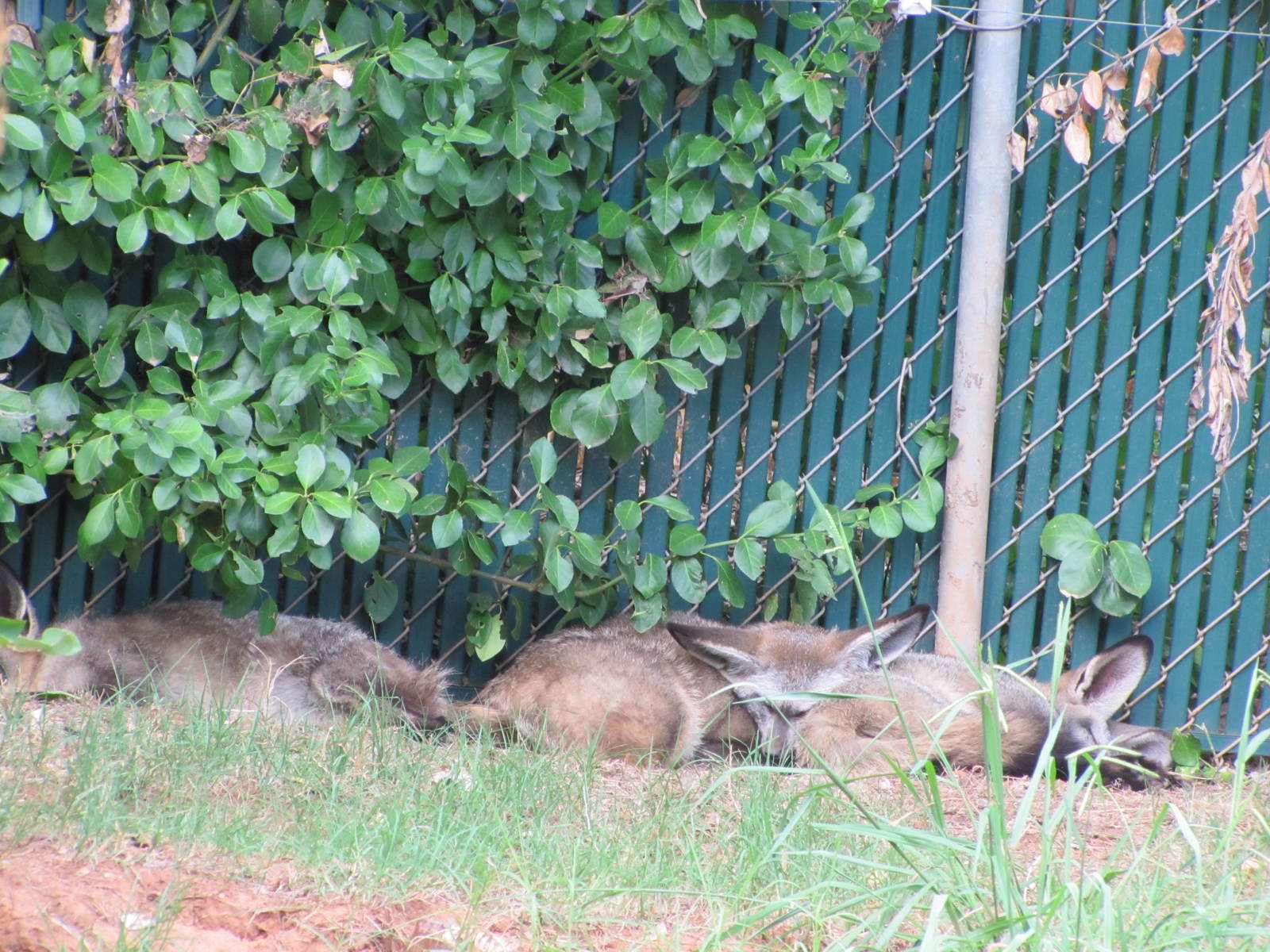 Oklahoma City Zoo 2010 - Bat-eared Fox on Wild Dog Drive