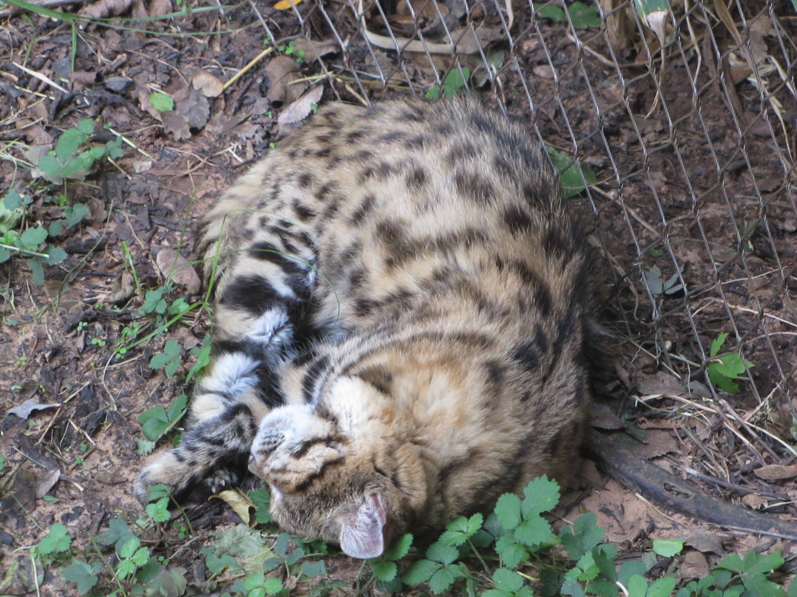 Oklahoma City Zoo 2010 - Black-footed Cat in Small Cat Center
