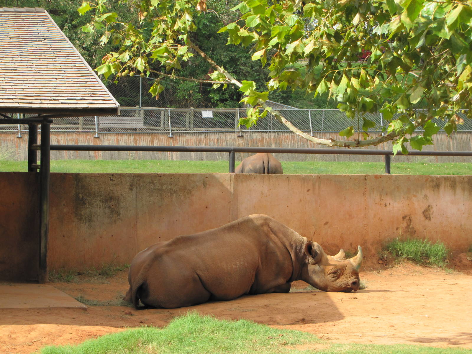 Oklahoma City Zoo 2010 - Black Rhinoceros