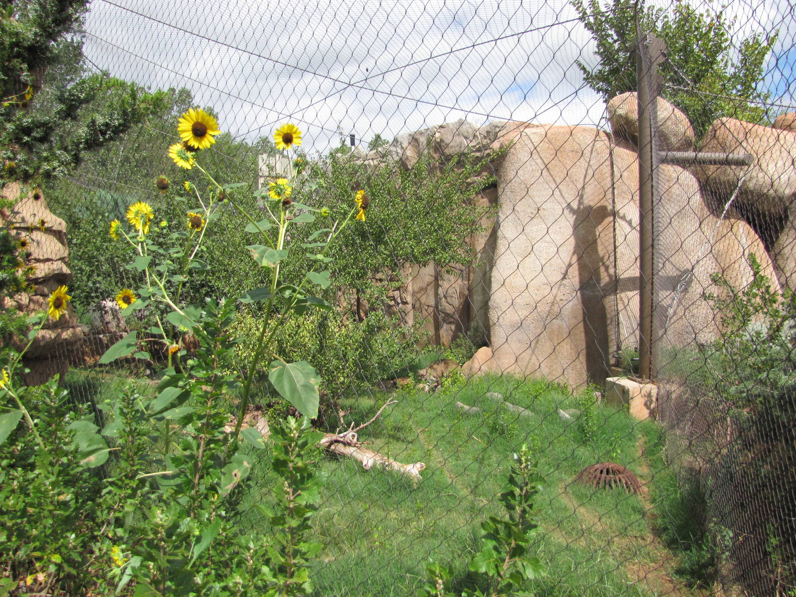 Oklahoma City Zoo 2010 - Bobcat exhibit in Oklahoma Trails