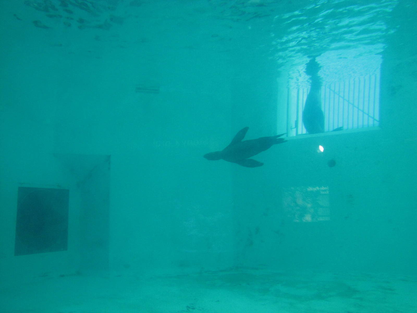 Oklahoma City Zoo 2010 - California Sea Lion underwater in Noble Aquatic Ce