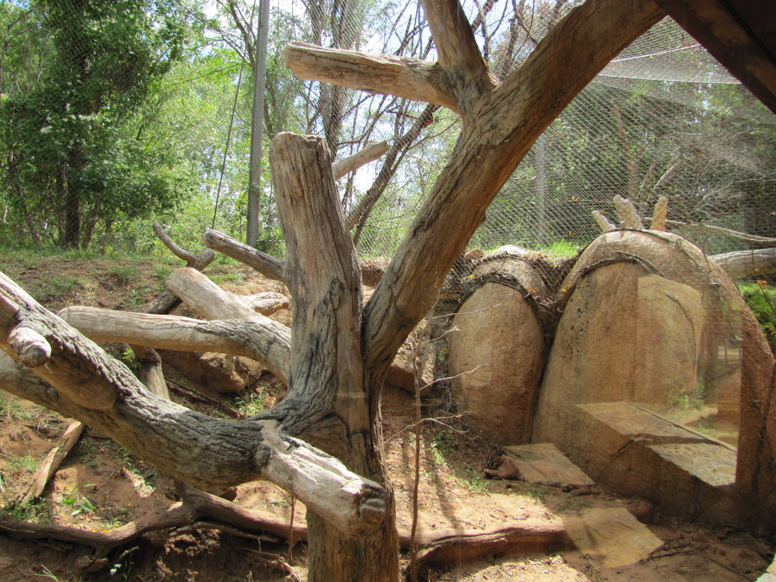 Oklahoma City Zoo 2010 - Caracal exhibit in Small Cat Center