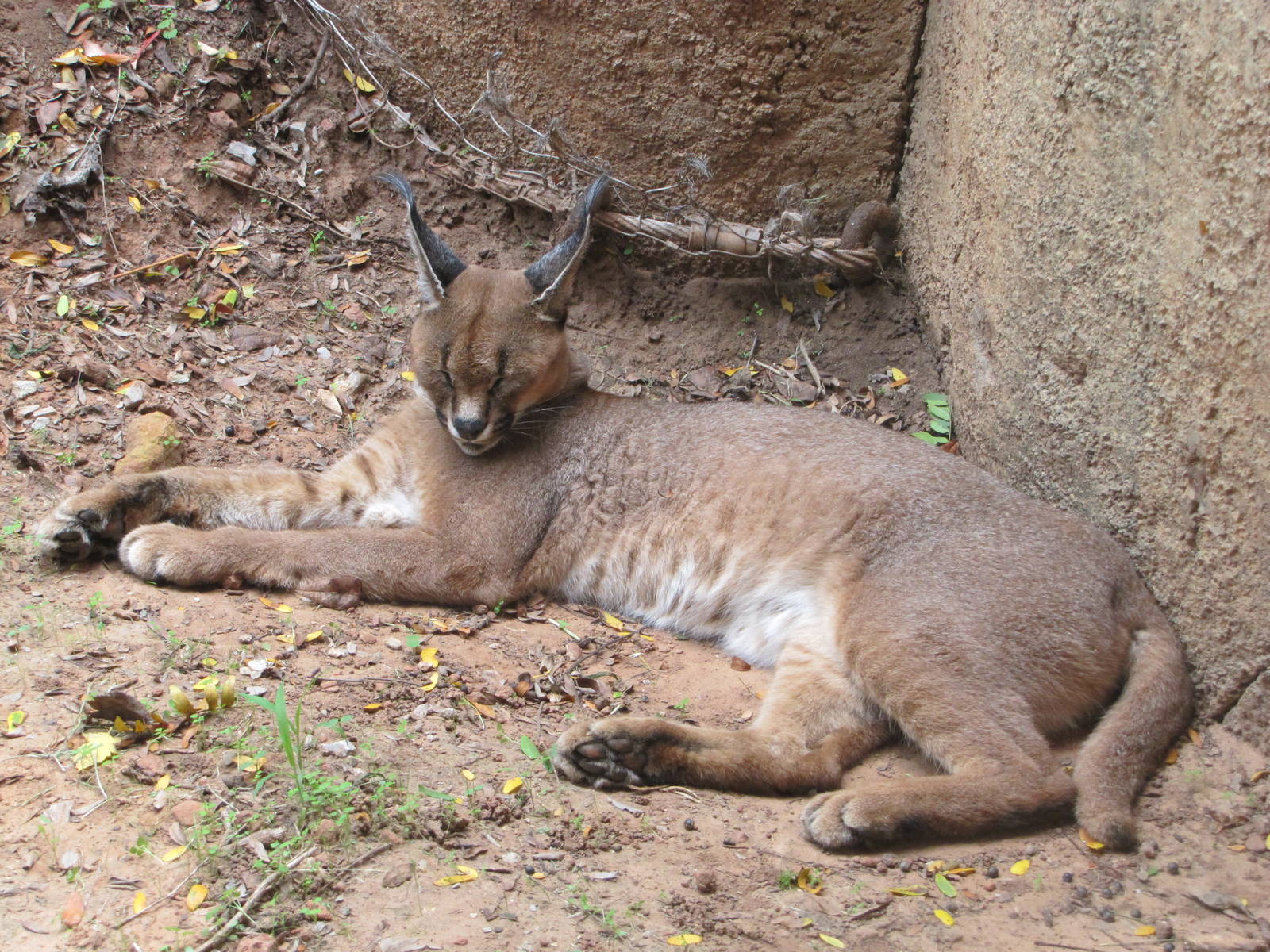 Oklahoma City Zoo 2010 - Caracal in Cat Forest
