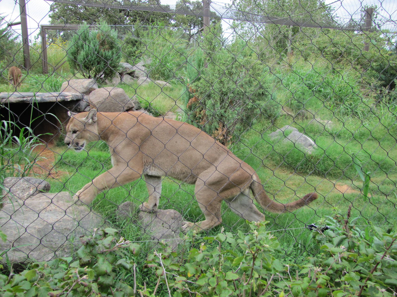 Oklahoma City Zoo 2010 - Cougar in Oklahoma Trails