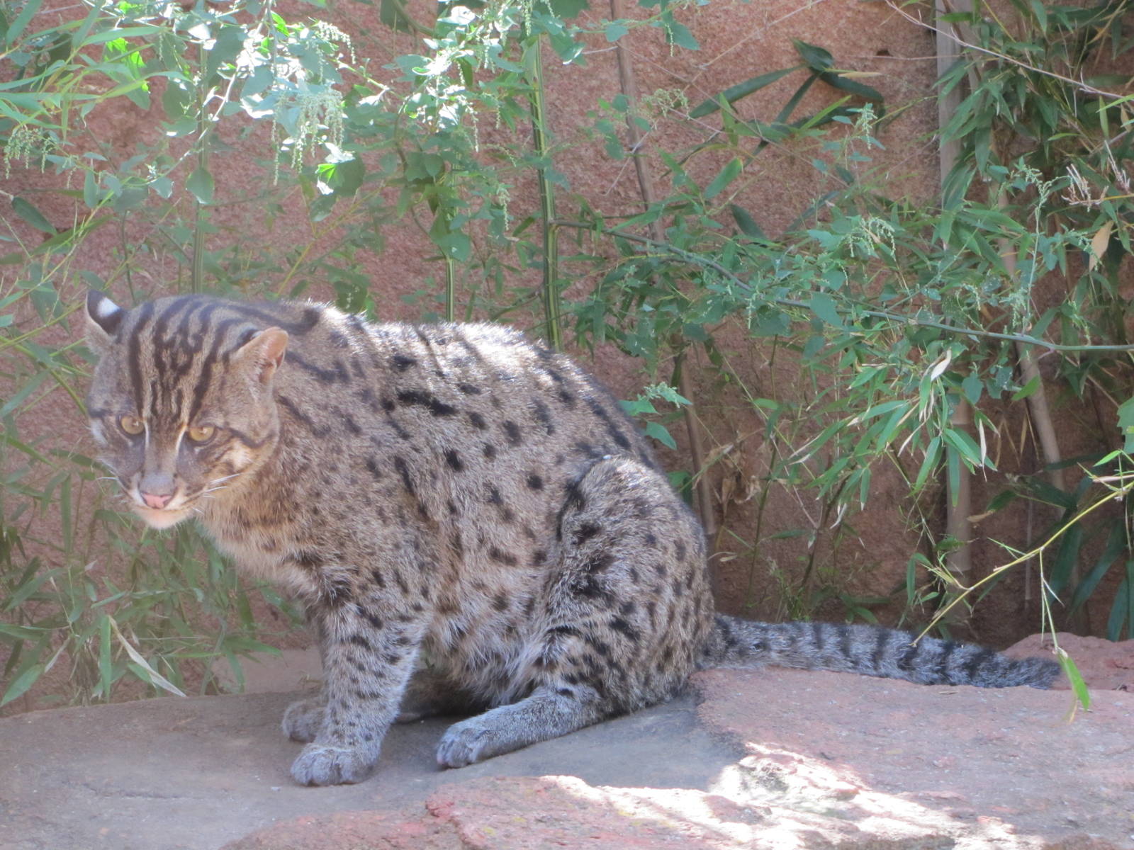 Oklahoma City Zoo 2010 - Fishing Cat in Cat Forest