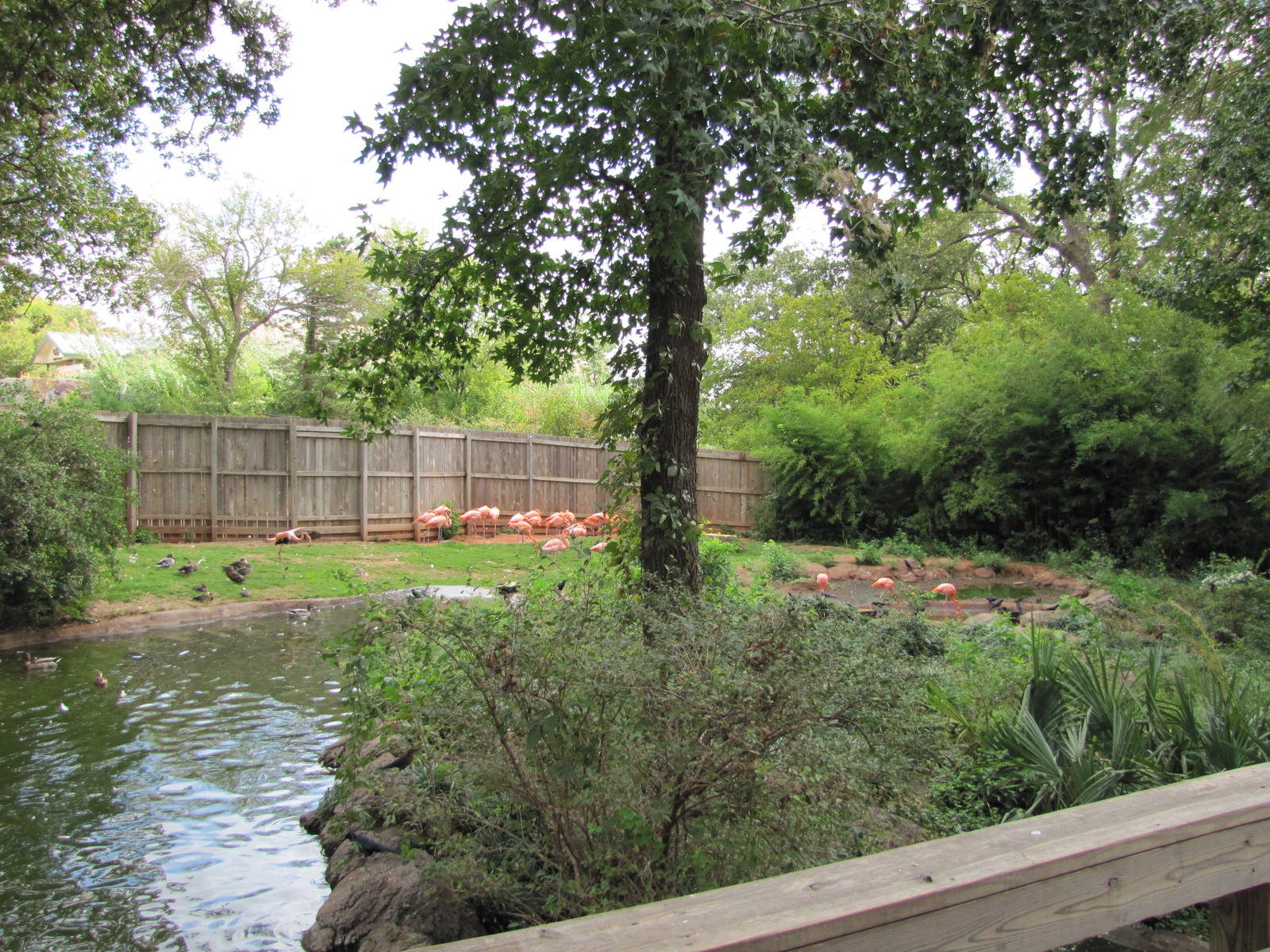 Oklahoma City Zoo 2010 - Flamingo exhibit