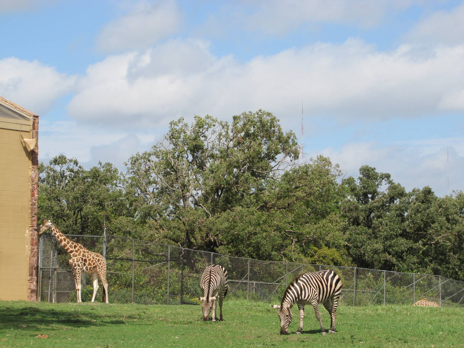 Oklahoma City Zoo 2010 - Giraffe and Grants Zebra