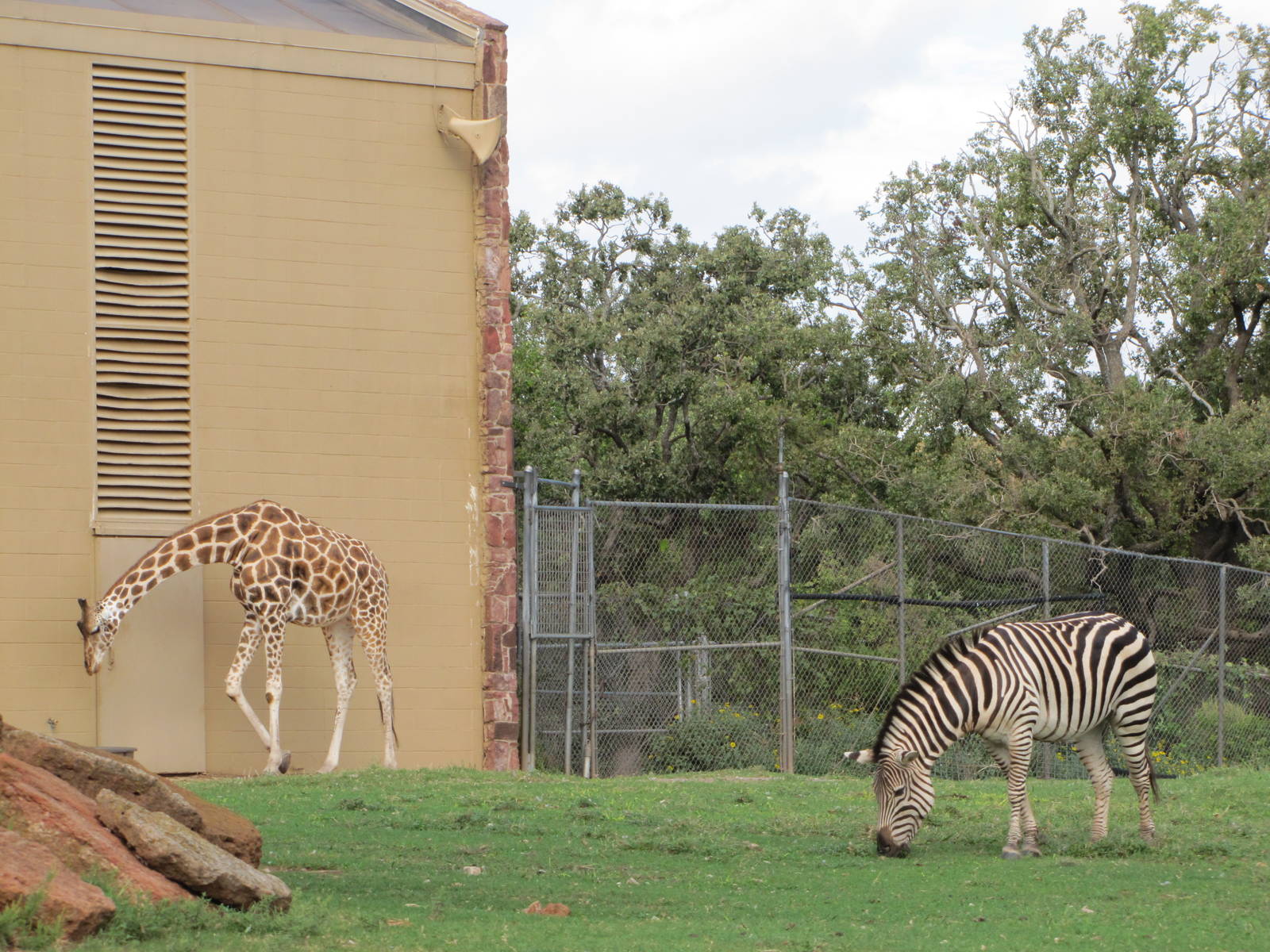 Oklahoma City Zoo 2010 - Giraffe and Grants Zebra