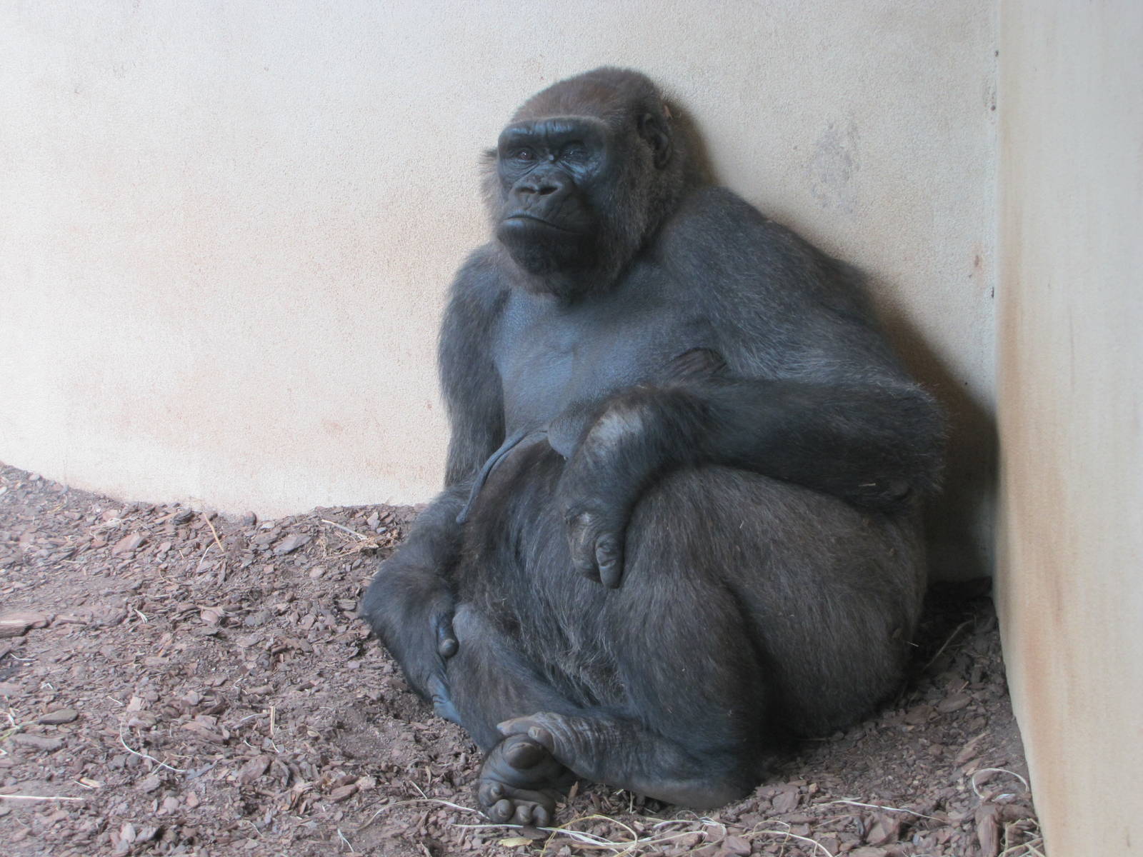 Oklahoma City Zoo 2010 - Gorilla