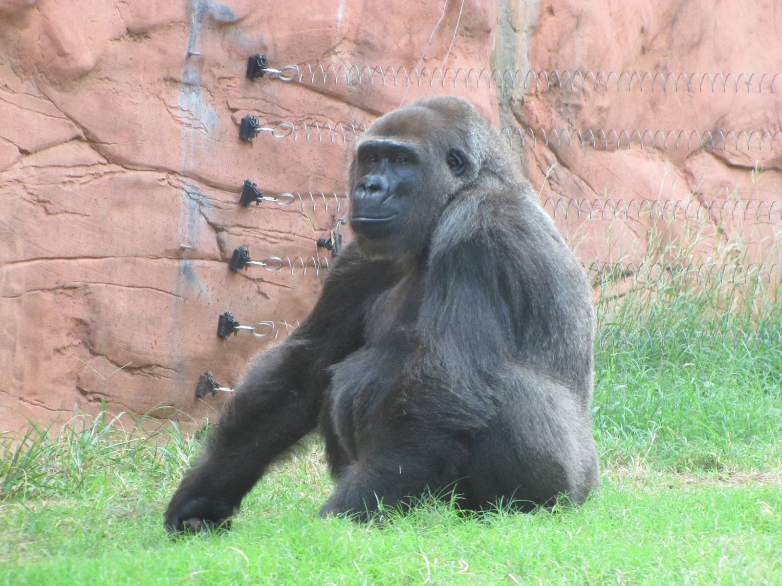 Oklahoma City Zoo 2010 - Gorilla