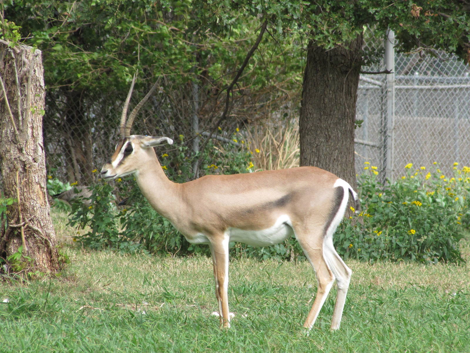 Oklahoma City Zoo 2010 - Grants Gazelle