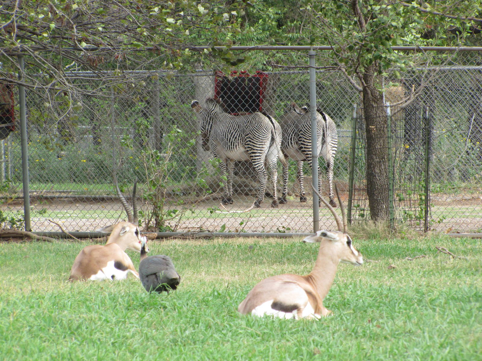 Oklahoma City Zoo 2010 - Grants Gazelles and Grevy Zebras