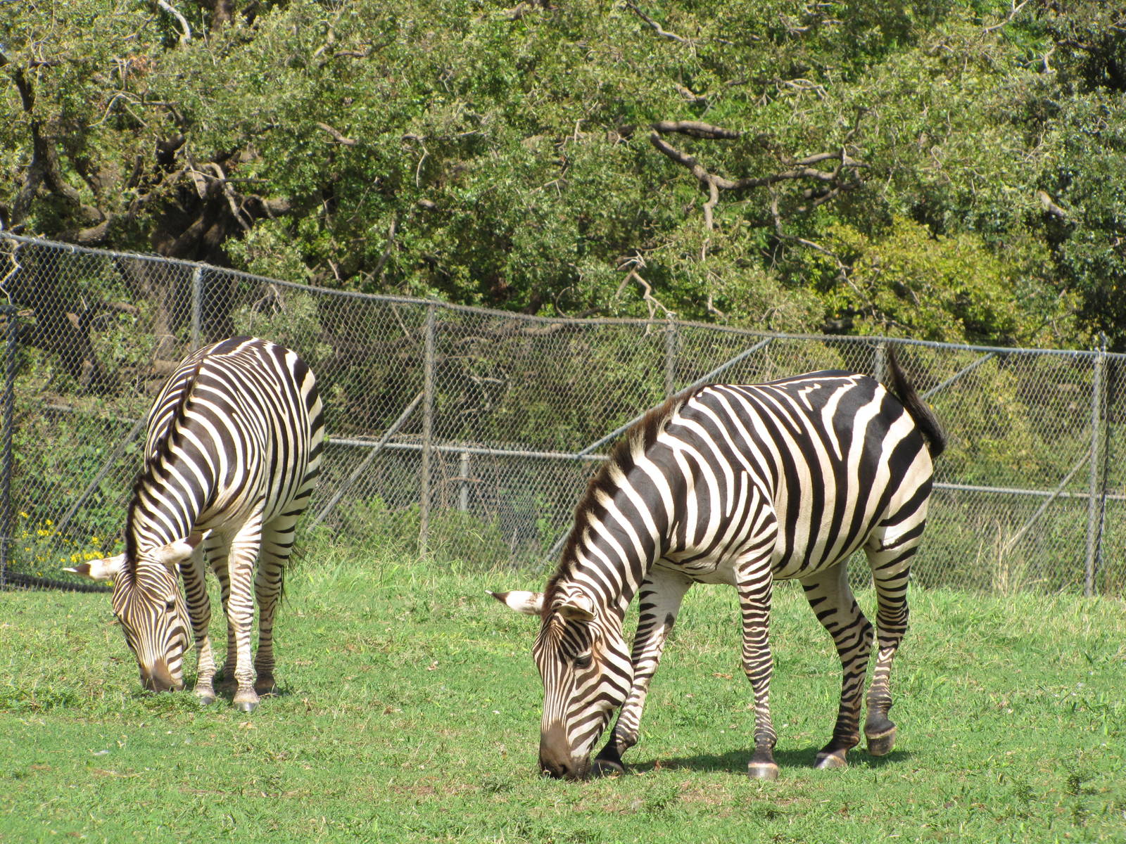 Oklahoma City Zoo 2010 - Grants Zebra