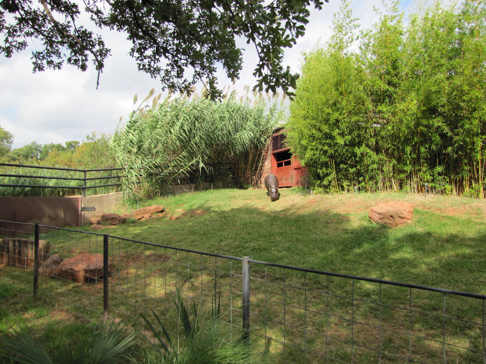 Oklahoma City Zoo 2010 - Green and good Pigmy Hippopotamus exhibit