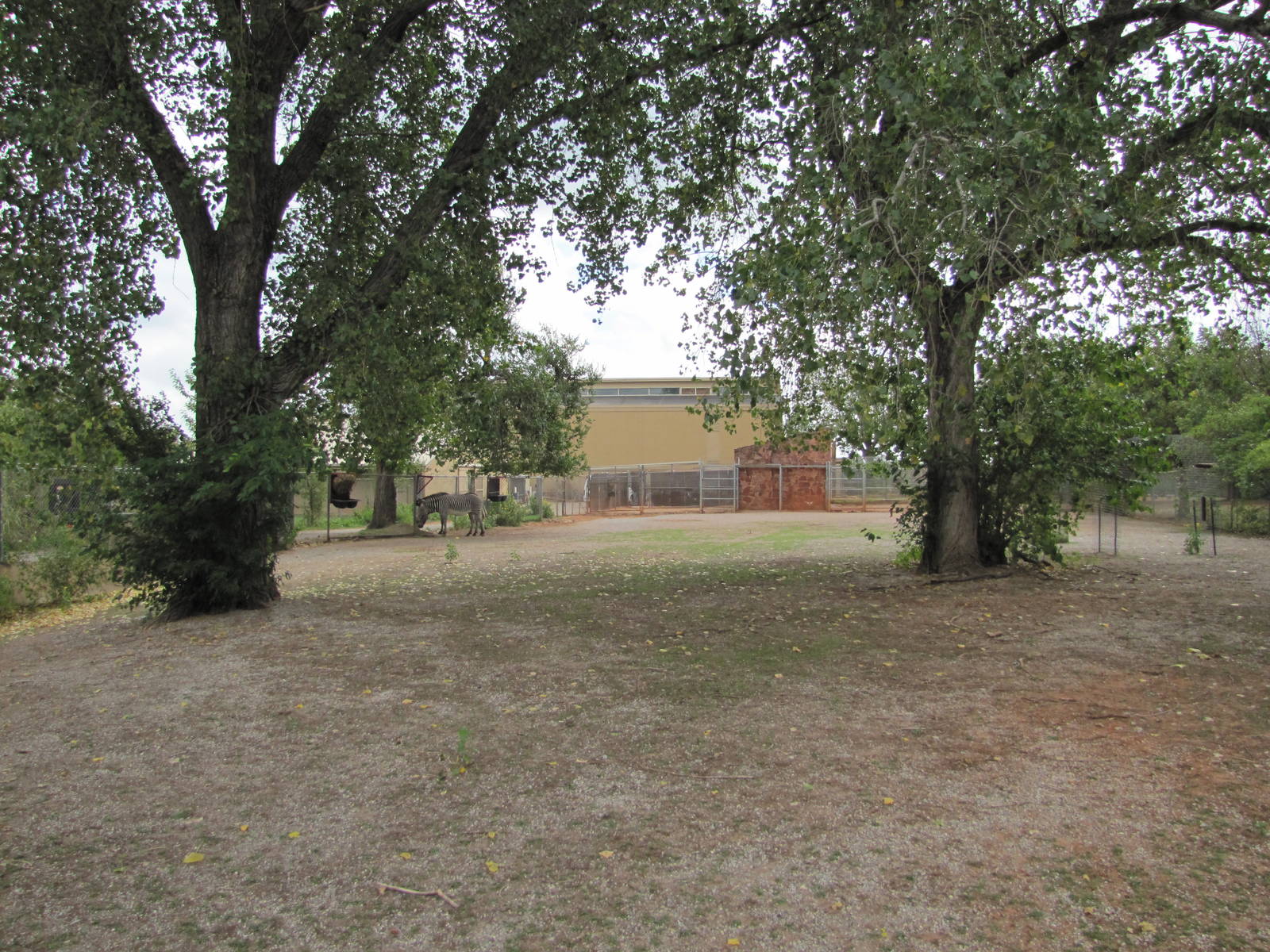 Oklahoma City Zoo 2010 - Grevy Zebra exhibit