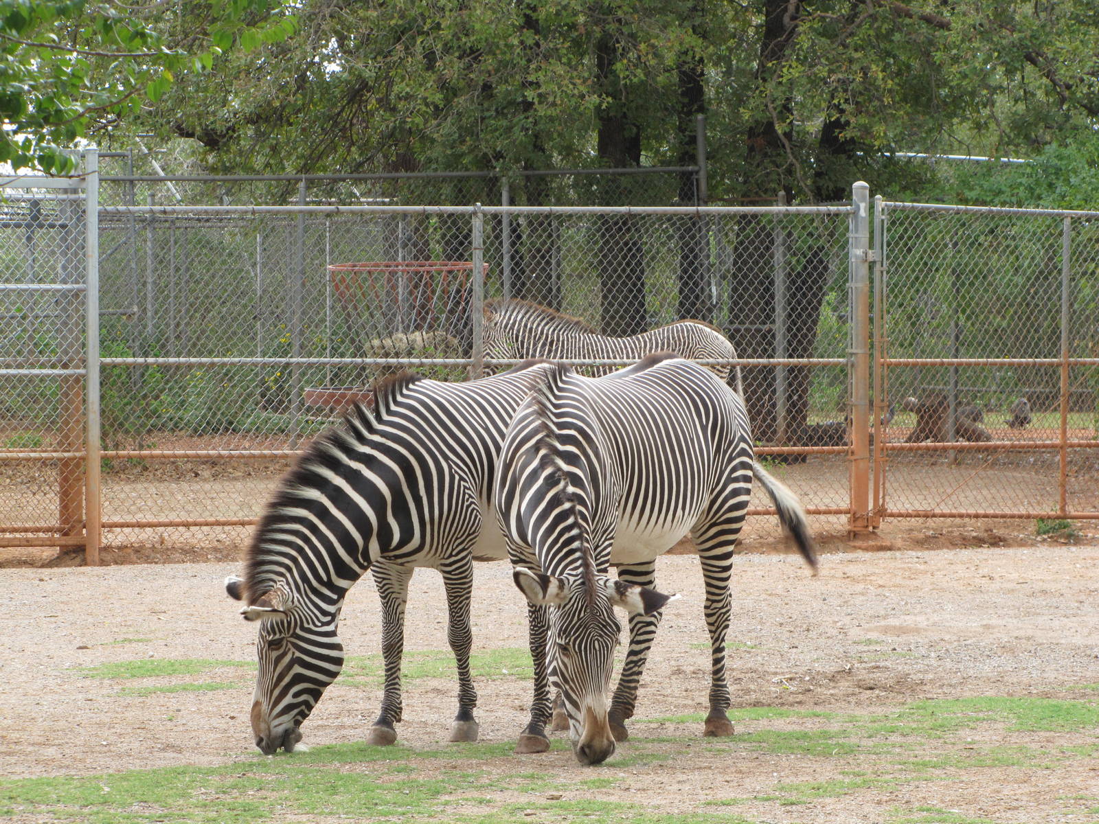 Oklahoma City Zoo 2010 - Grevy Zebra