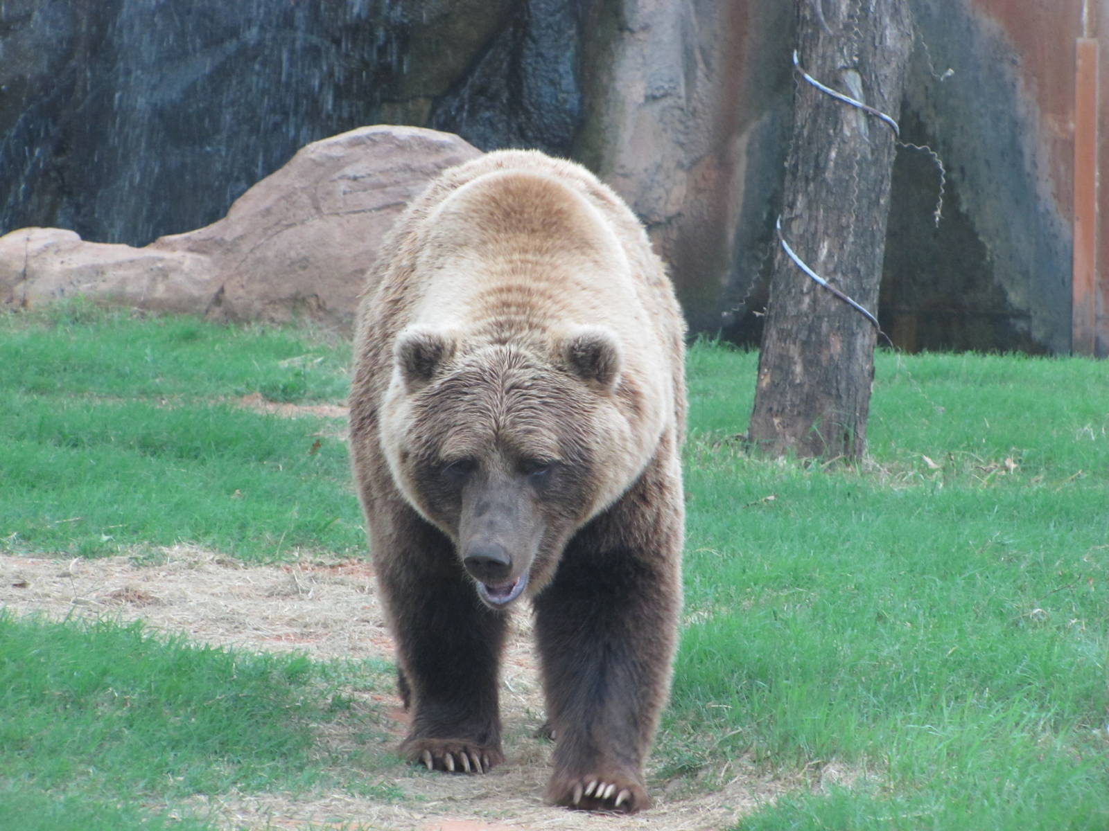 Oklahoma City Zoo 2010 - Grizzly Bear in Oklahoma Trails