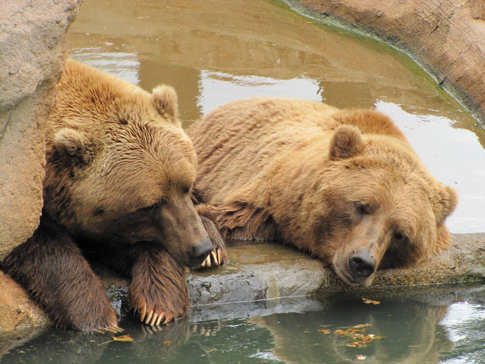 Oklahoma City Zoo 2010 - Grizzly Bears in Oklahoma Trails