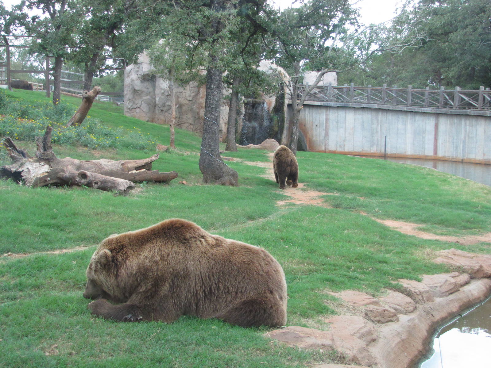 Oklahoma City Zoo 2010 - Grizzly Bears in Oklahoma Trails