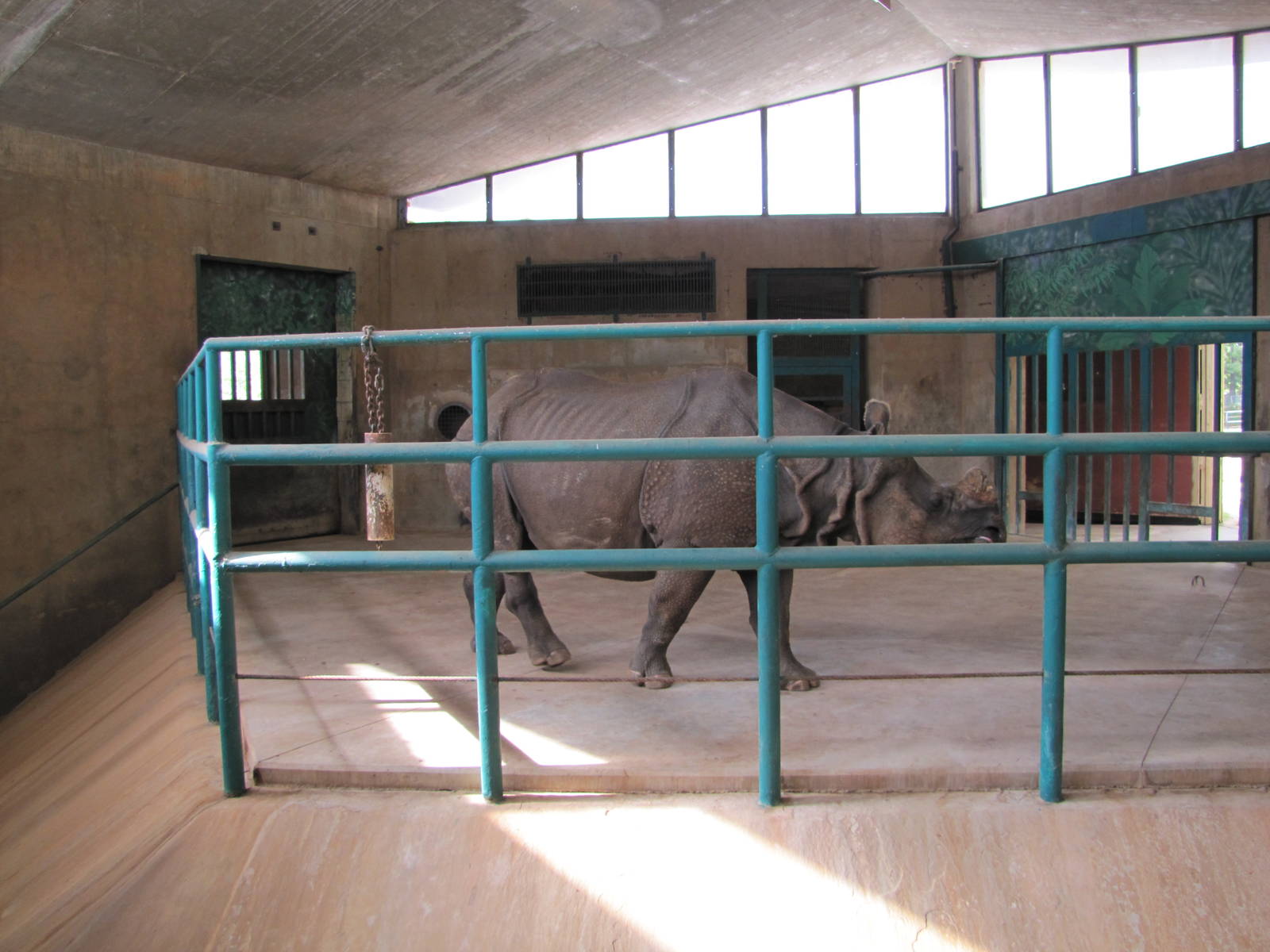 Oklahoma City Zoo 2010 - Indian Rhinoceros in Pachyderm Building