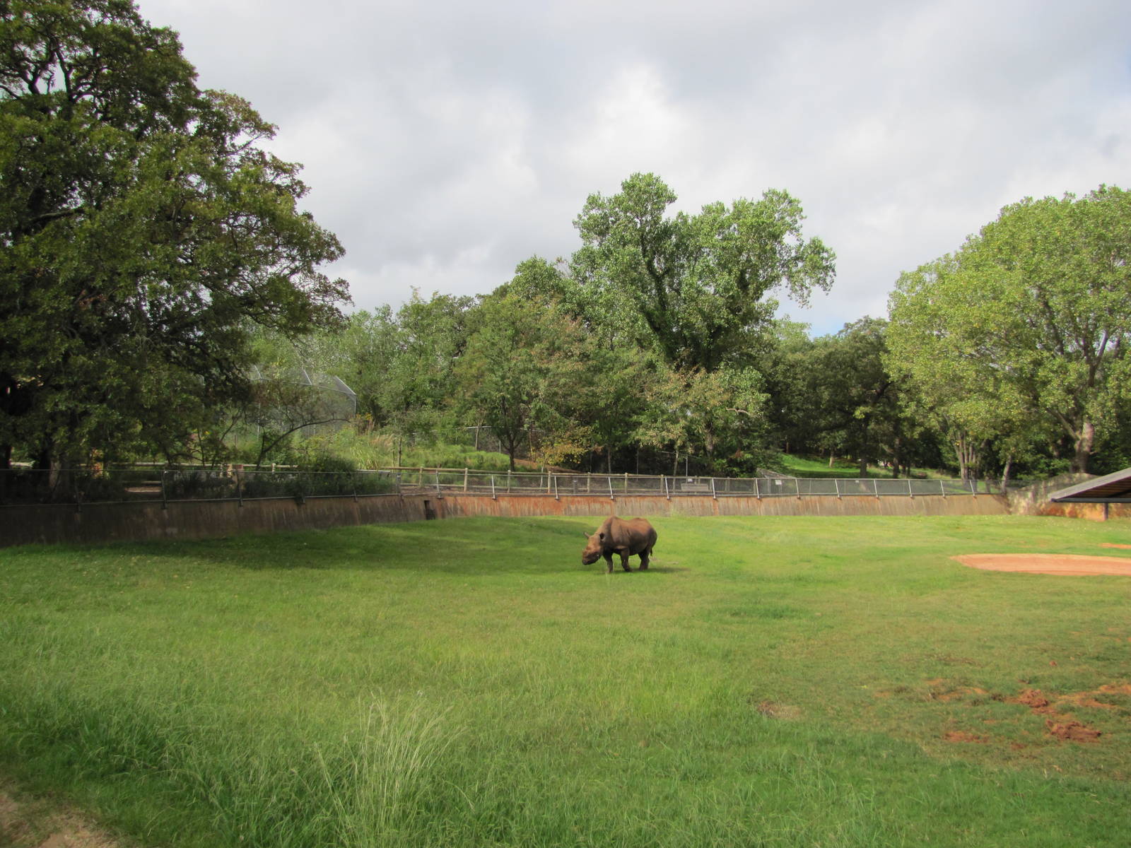 Oklahoma City Zoo 2010 - Large Black Rhinoceros exhibit