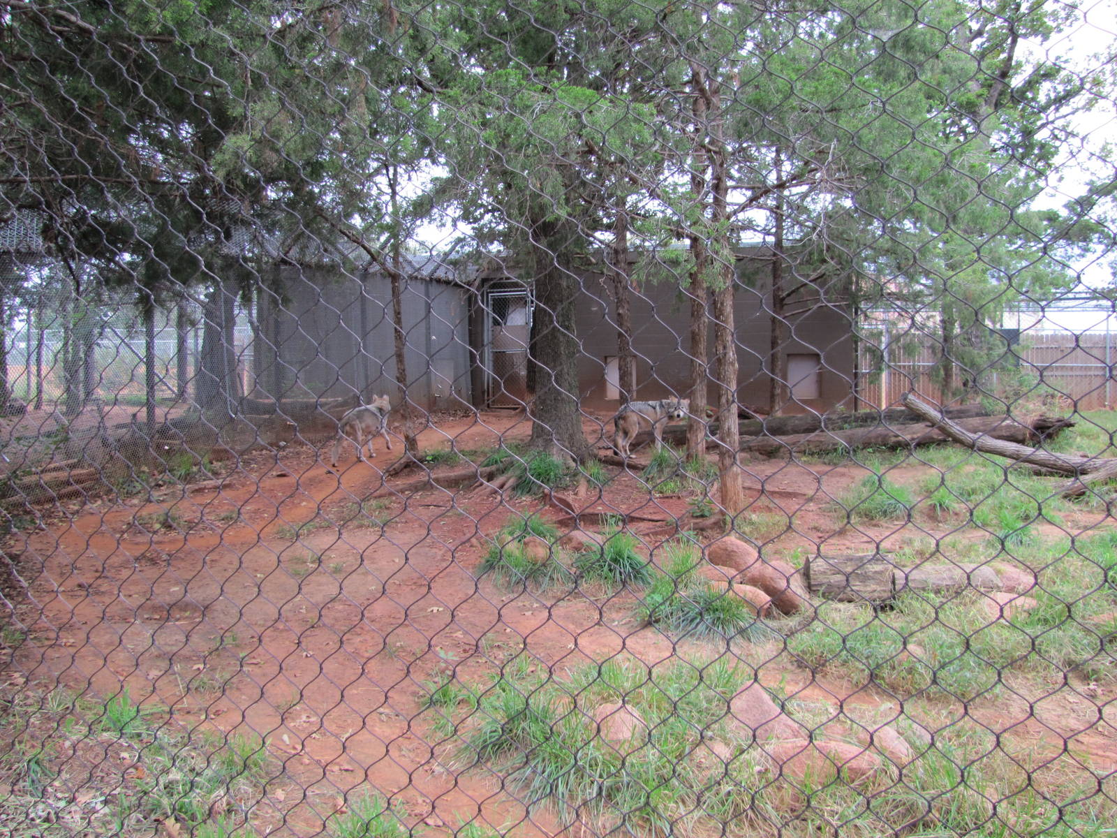 Oklahoma City Zoo 2010 - Mexican Grey Wolf enclosure in Oklahoma Trails