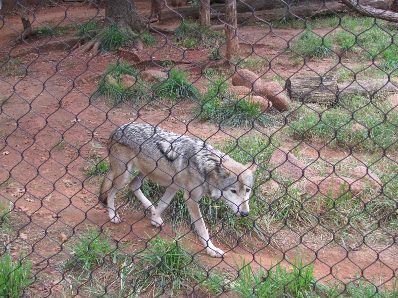 Oklahoma City Zoo 2010 - Mexican Grey Wolf in Oklahoma Trails