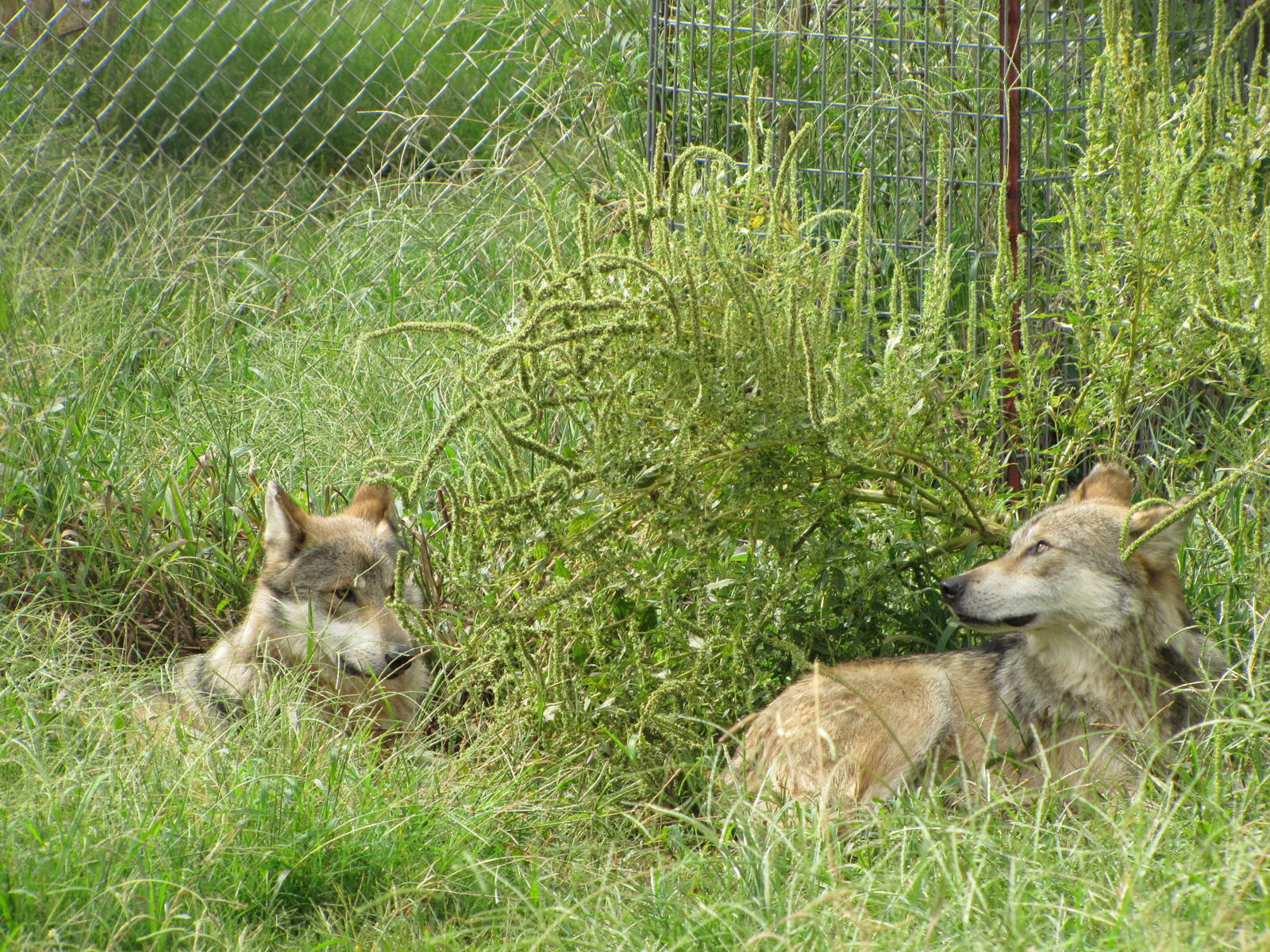Oklahoma City Zoo 2010 - Mexican Grey Wolves on Wild Dog Drive