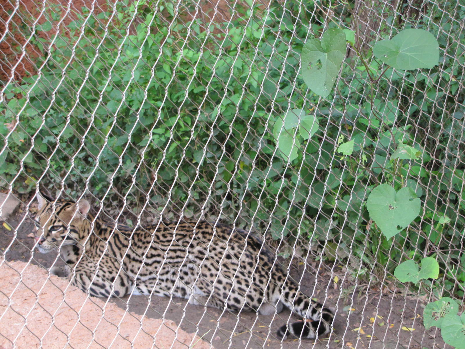 Oklahoma City Zoo 2010 - Ocelot in Cat Forest