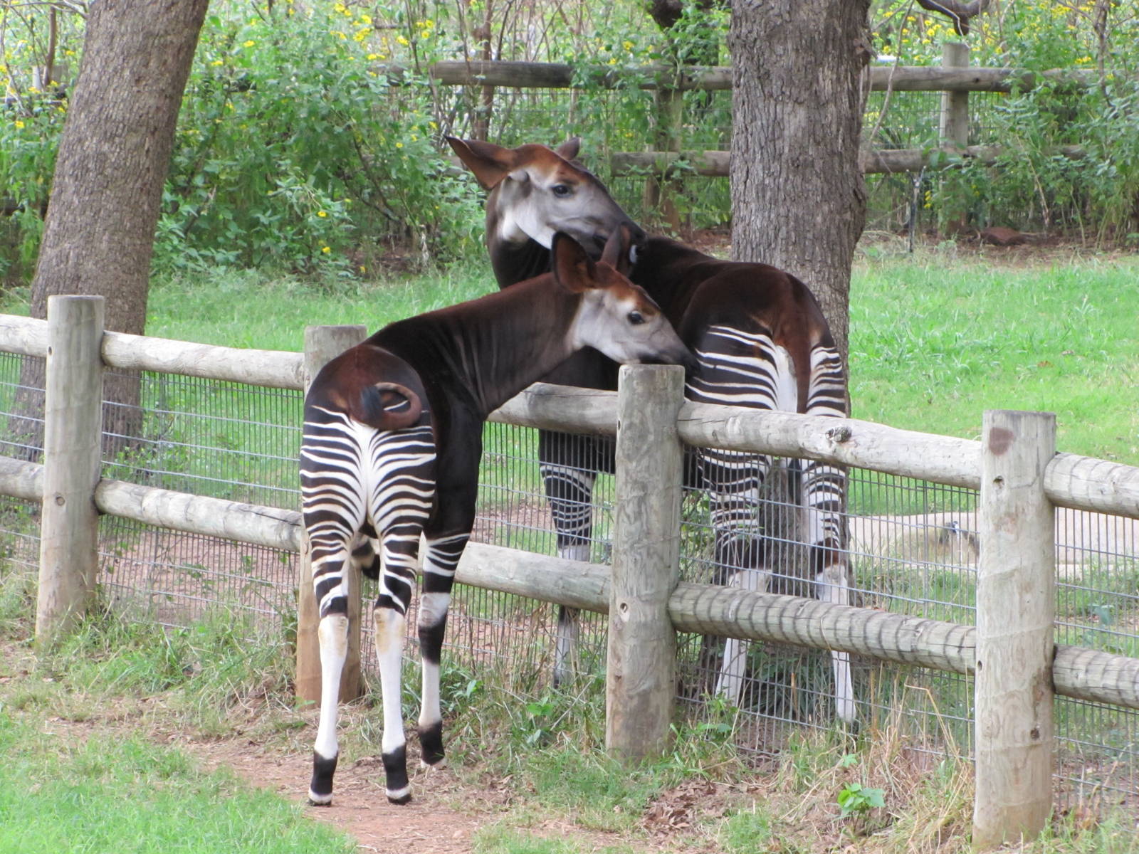 Oklahoma City Zoo 2010 - Okapi
