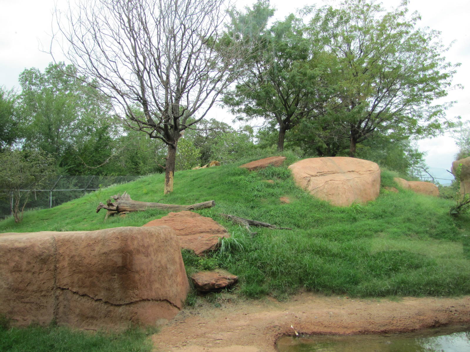 Oklahoma City Zoo 2010 - Part of African Lion exhibit in Lion Overlook