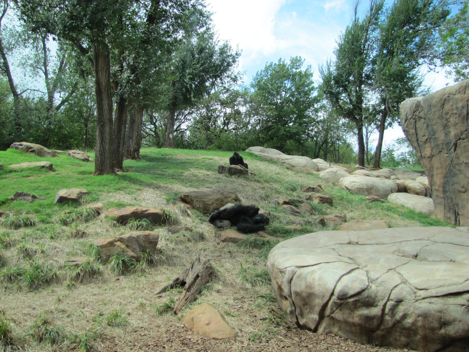 Oklahoma City Zoo 2010 - Part of Gorilla outdoor exhibit