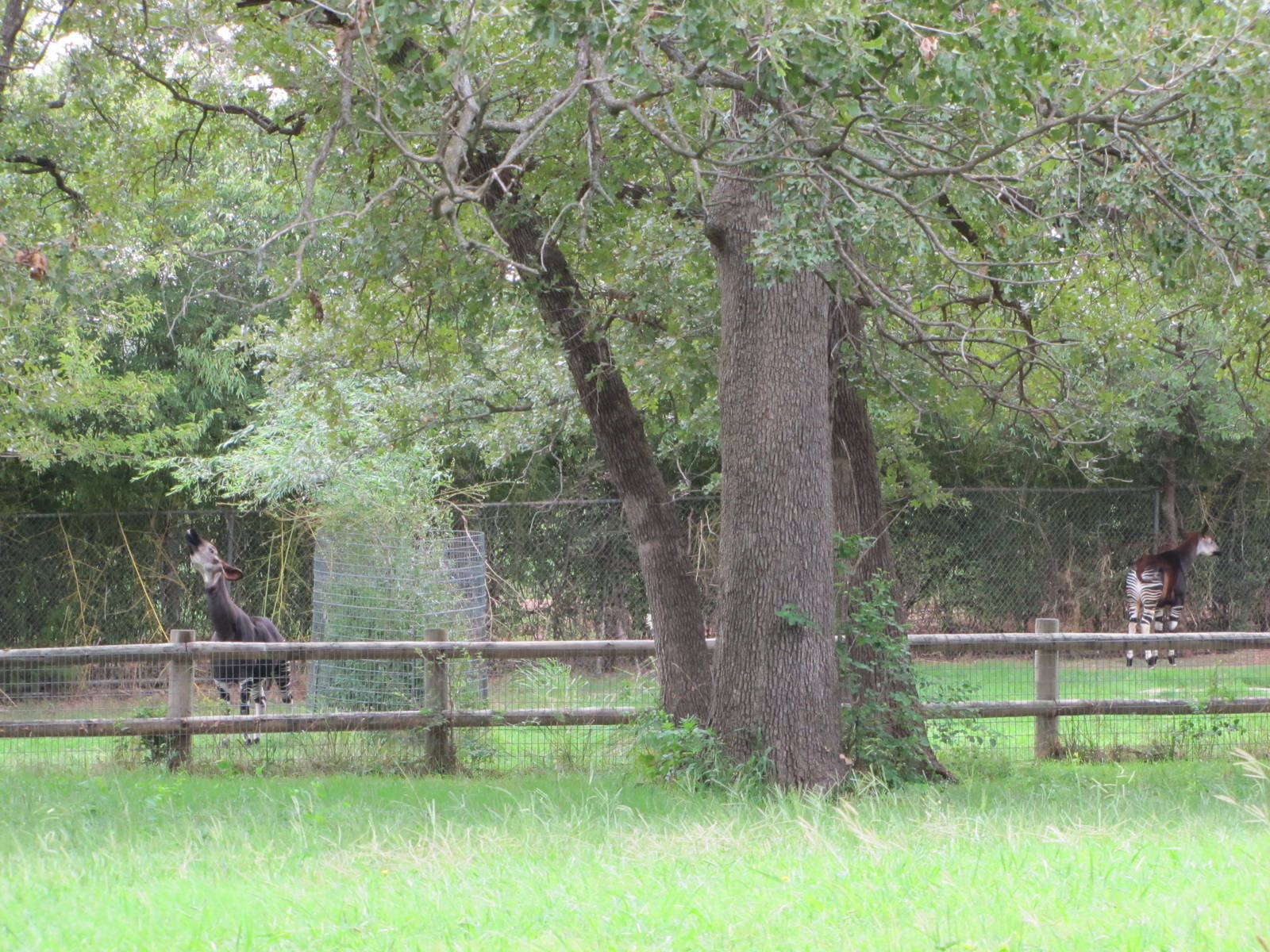 Oklahoma City Zoo 2010 - Part of one Okapi exhibit