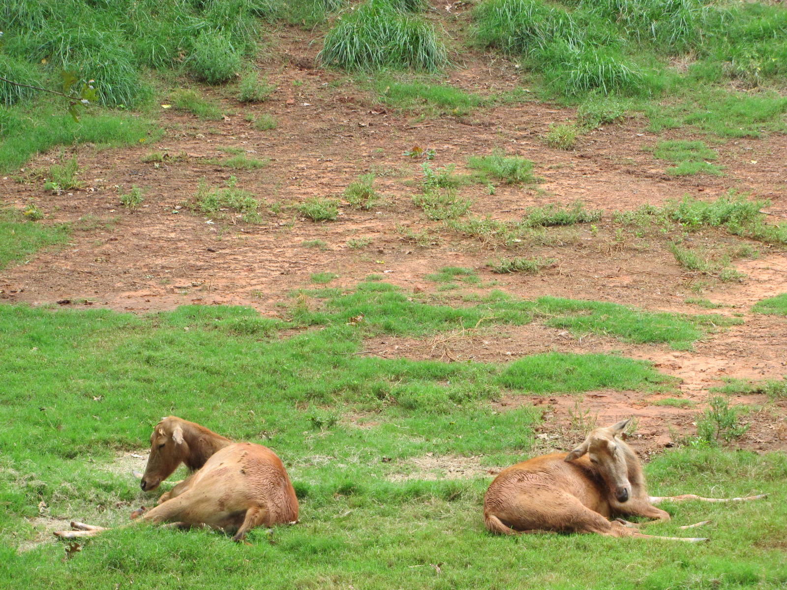 Oklahoma City Zoo 2010 - Pere Davids Deer in a large mixed deer exhibit