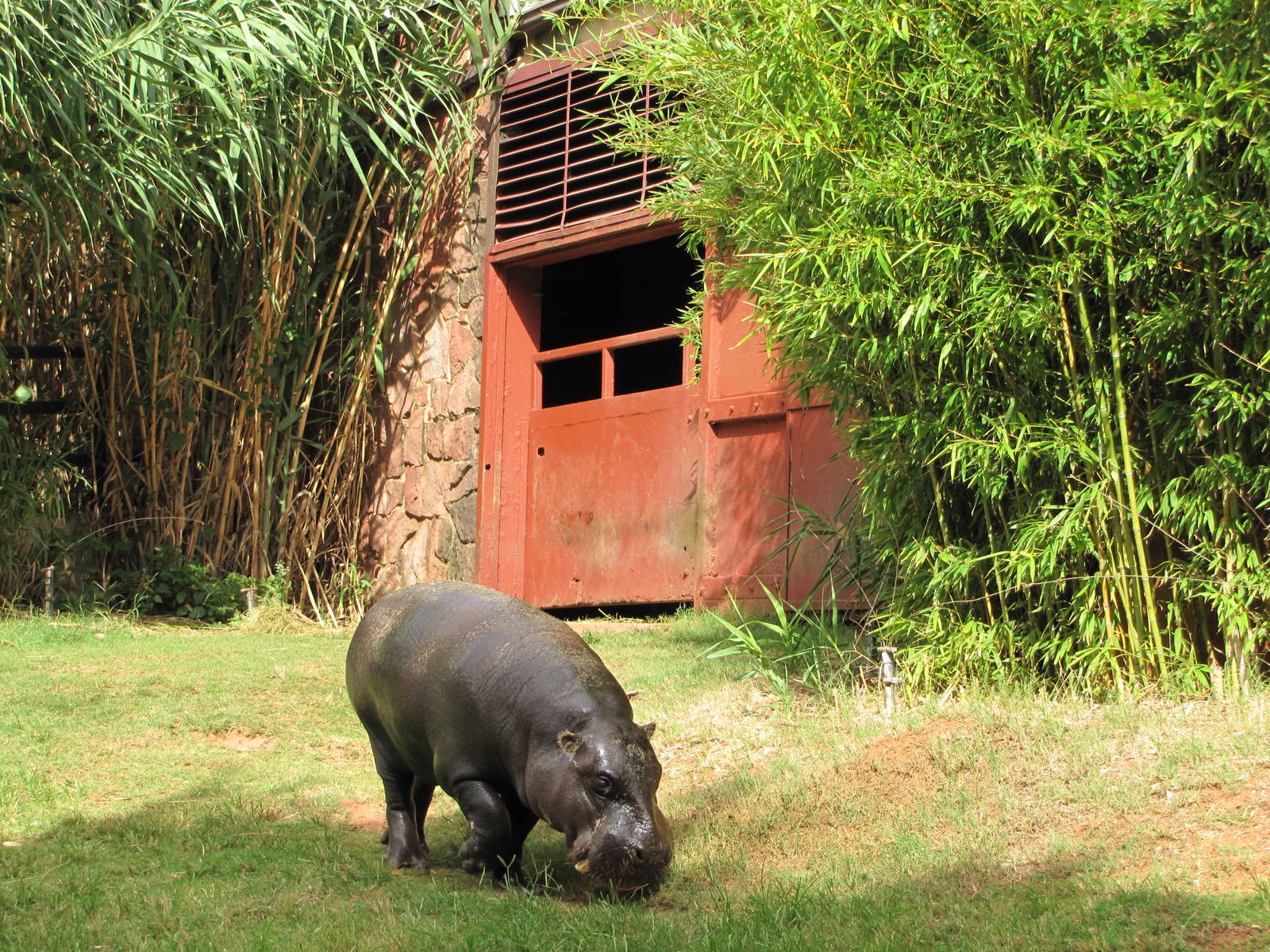 Oklahoma City Zoo 2010 - Pigmy Hippopotamus