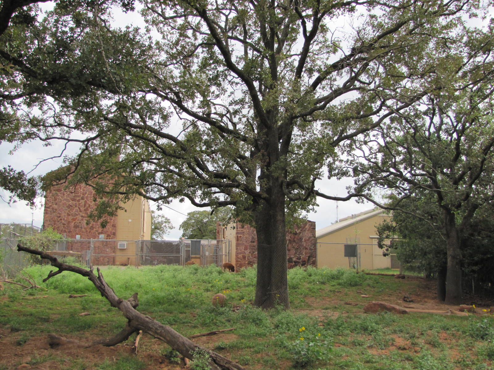 Oklahoma City Zoo 2010 - Red River Hog exhibit