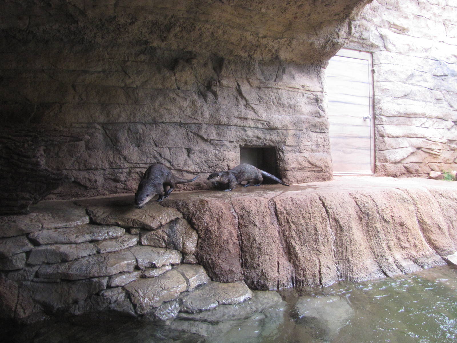 Oklahoma City Zoo 2010 - River Otters in Oklahoma Trails