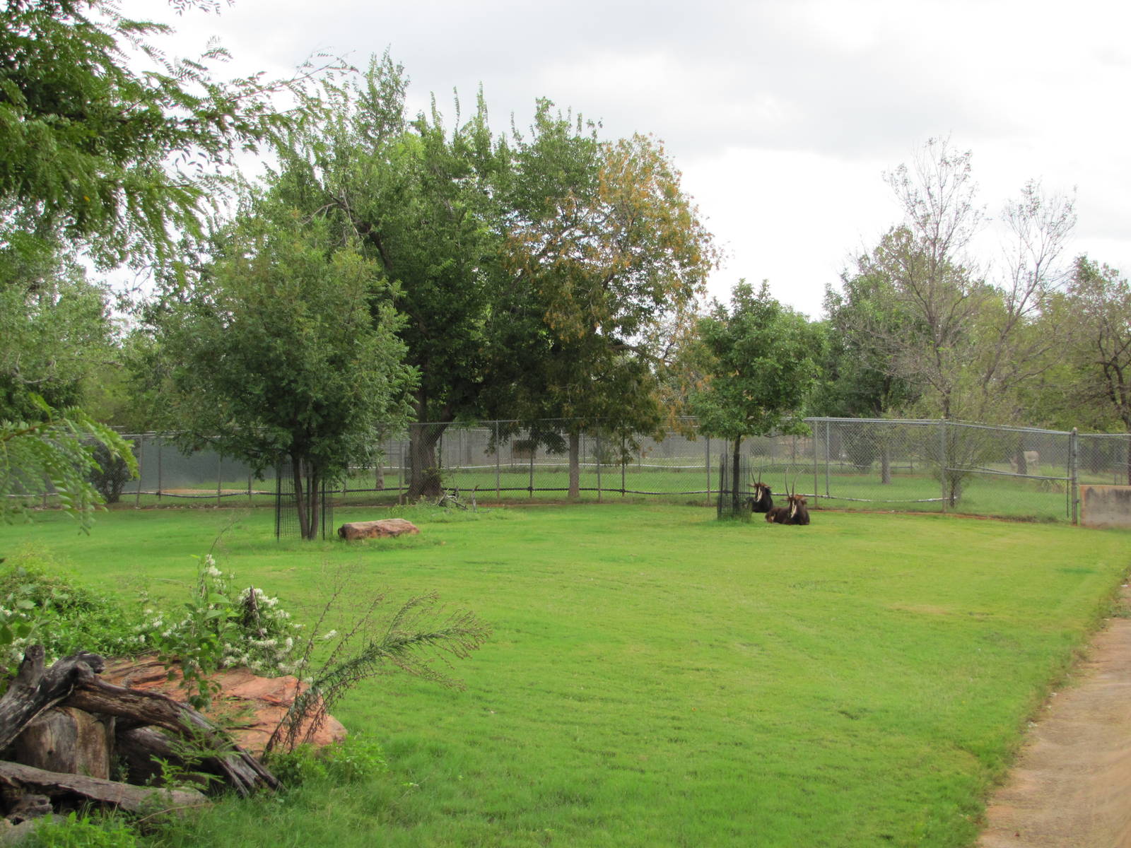 Oklahoma City Zoo 2010 - Sable Antelope exhibit