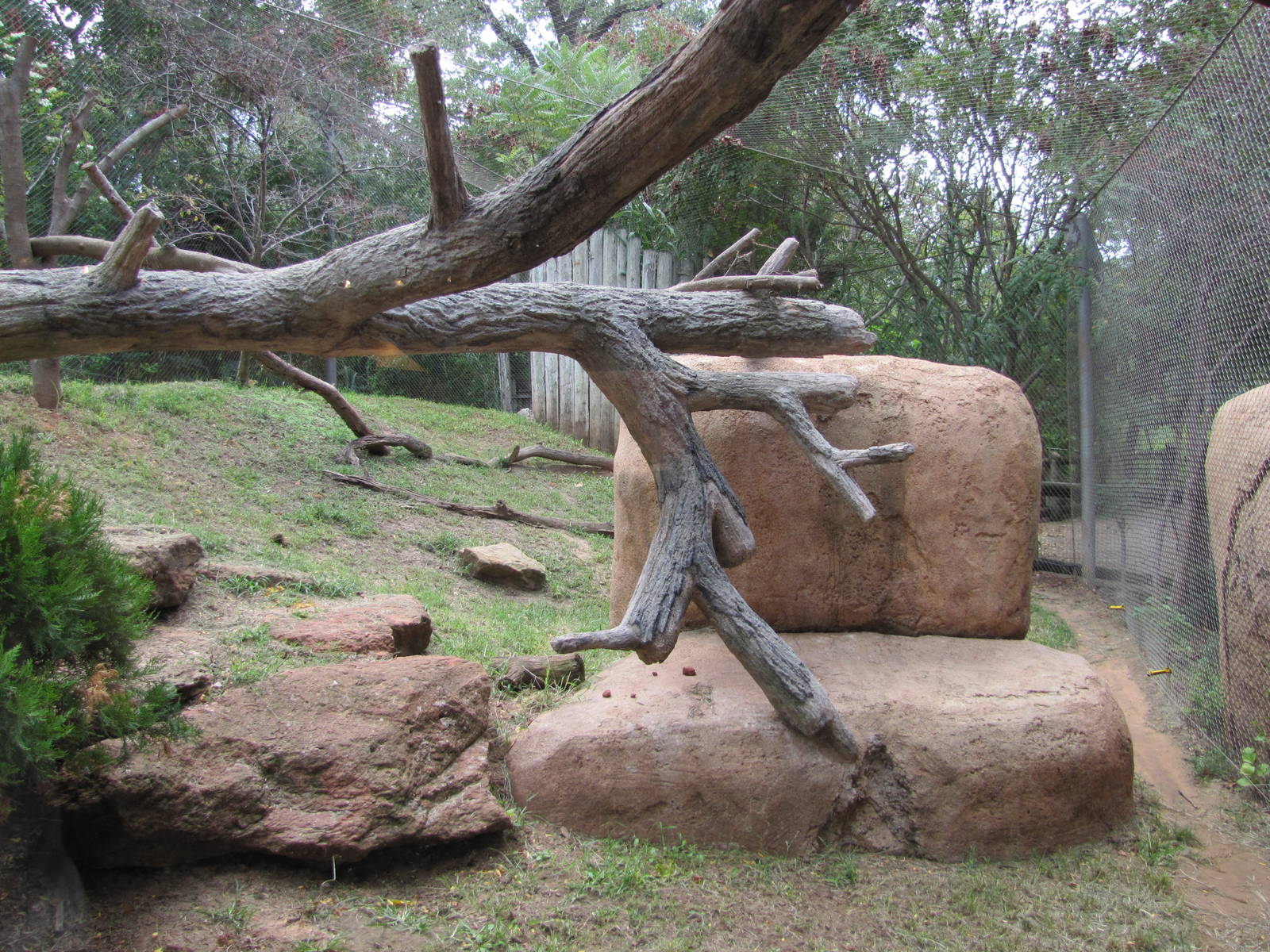 Oklahoma City Zoo 2010 - Serval enclosure in Cat Forest