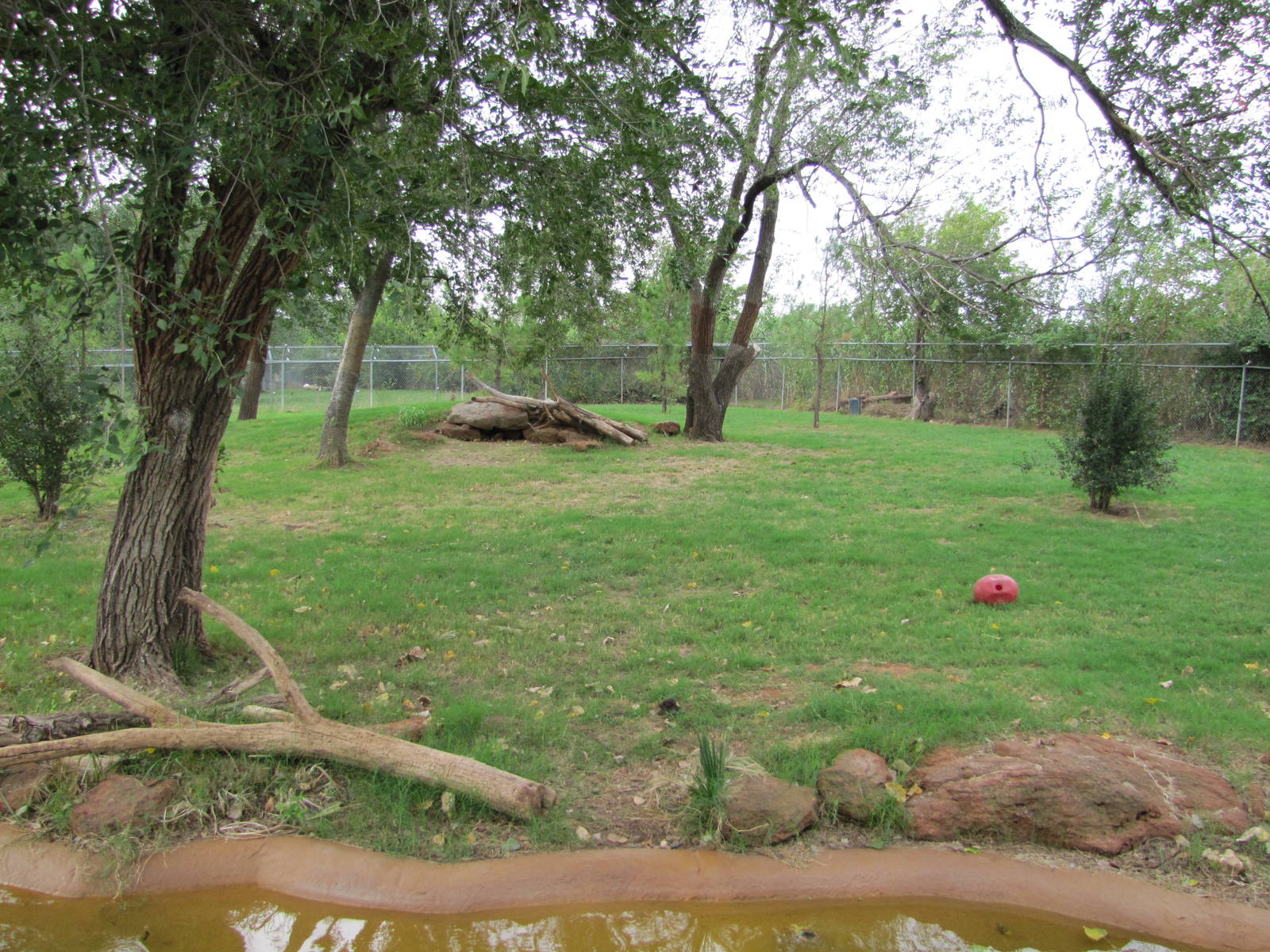 Oklahoma City Zoo 2010 - Spectacled Bear exhibit on Wild Dog Drive